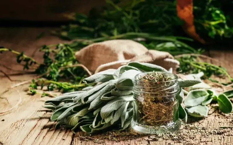 Hành trình khám phá Salvia Divinorum – Loài thực vật linh thiêng của người Mazatec